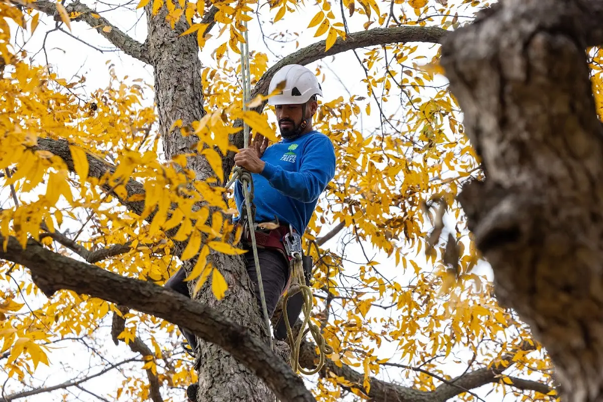 Skilled Tree Planing crew working in Pennville